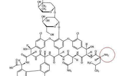 去甲万古霉素,探究去甲万古霉素的药理特性与应用前景